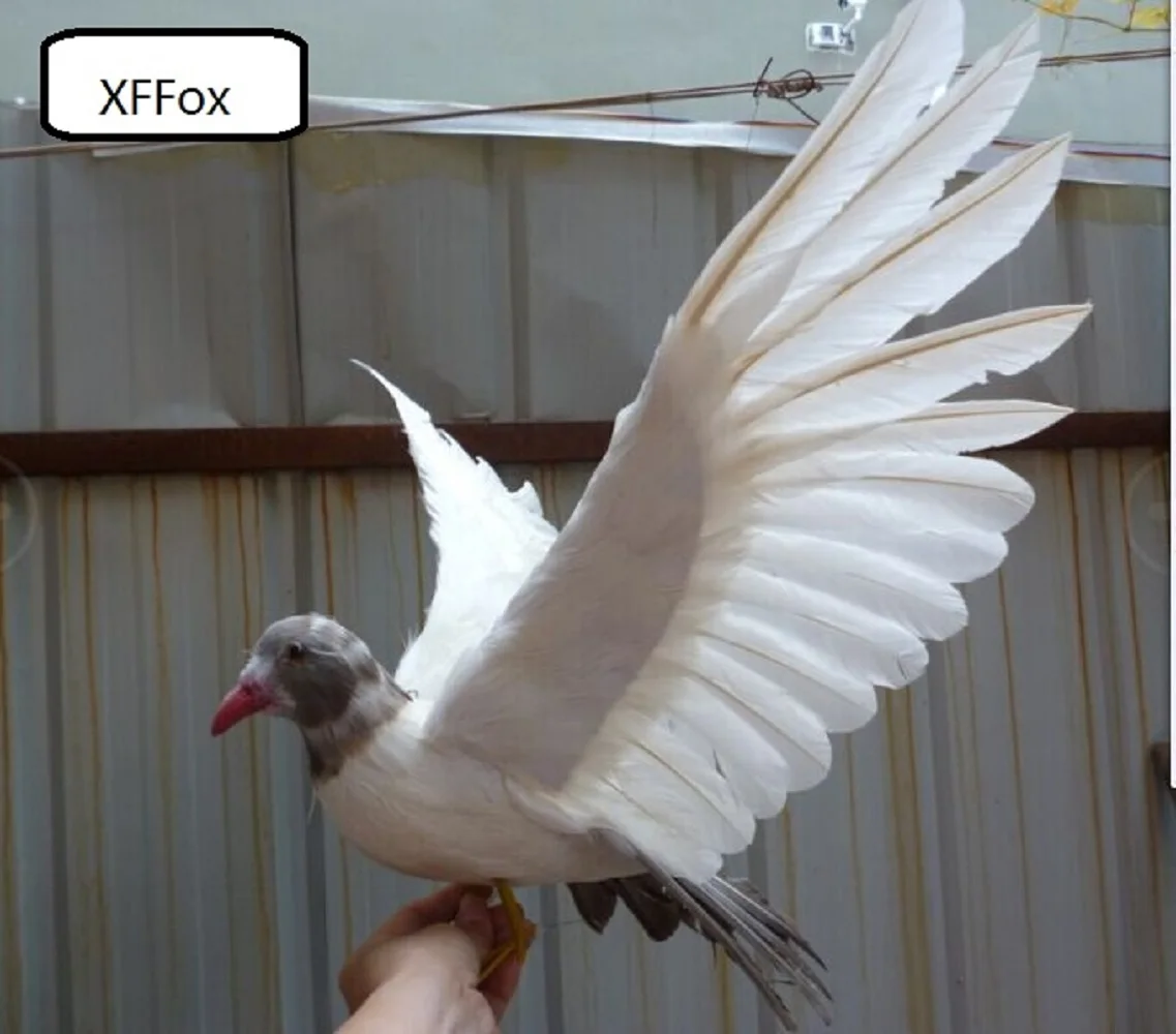 

big real life gray head&tail pigeon model foam&feather wings dove bird doll about 50x30cm xf0049