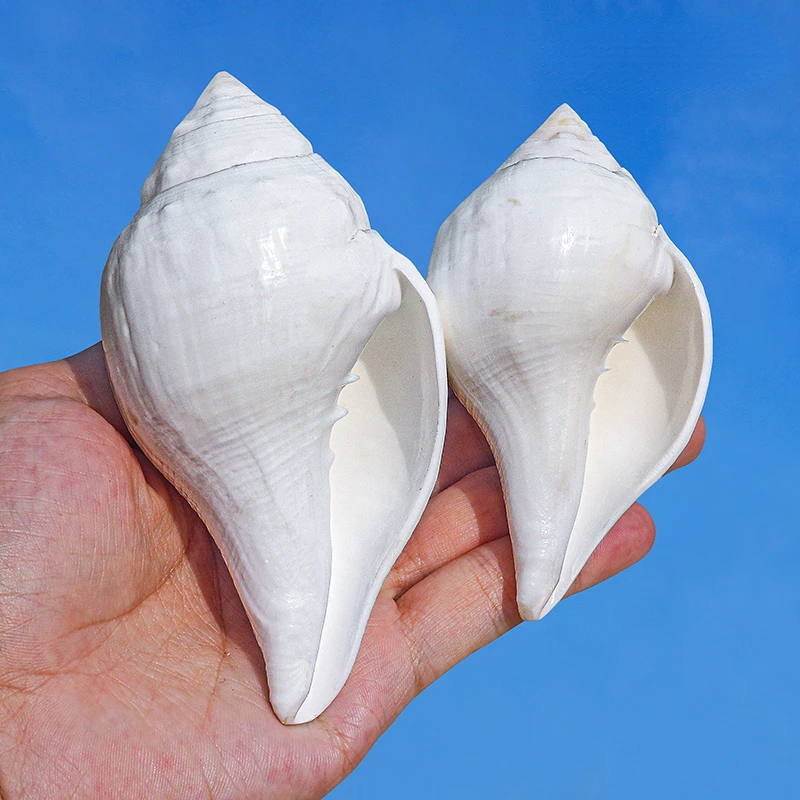 Indian Chank Natural White Conch Shell Fish Tank Landscape Decoration Home Collection Decoration Gifts Crafts Ocean Decor
Indian Chank Natural White Conch Shell Fish Tank Landscape Decoration Home Collection Decoration Gifts Crafts Ocean Decor