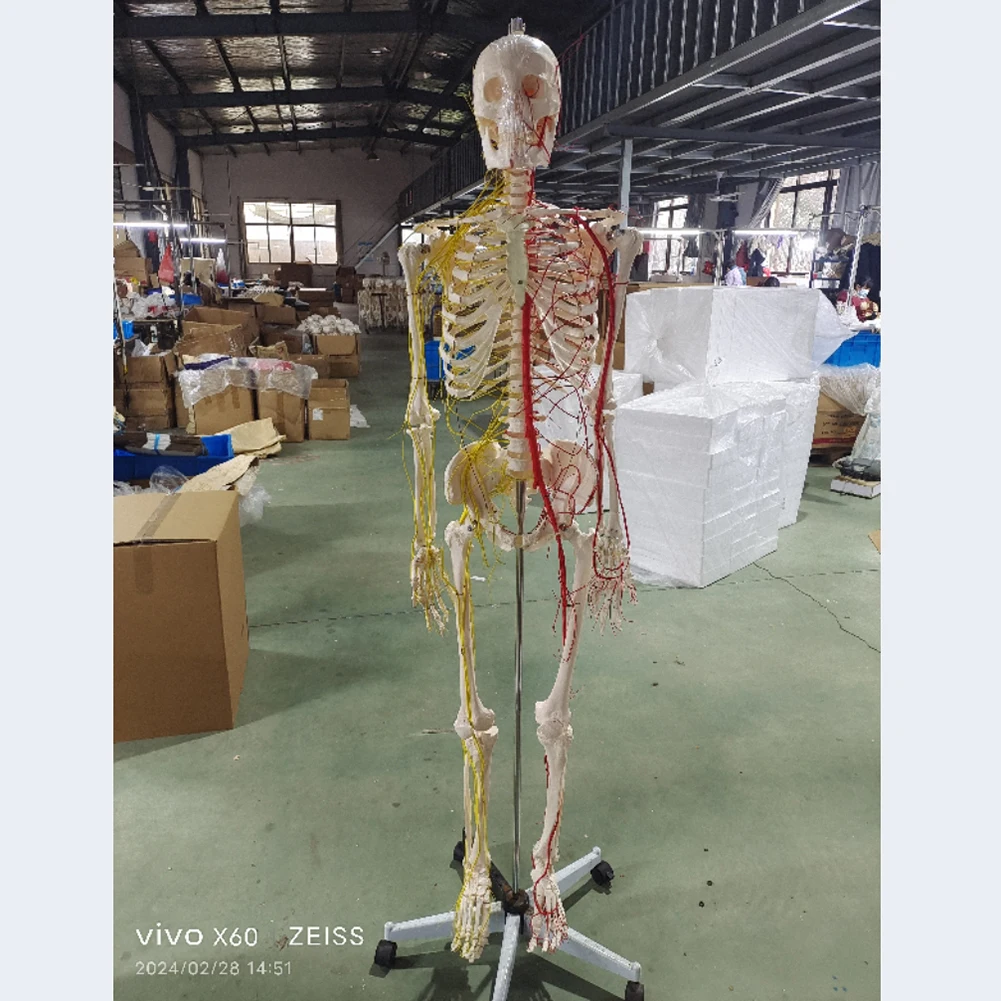 170cm human skeletal model with nerve and blood vessels Medical display experimental teaching aids Laboratory Bone Model
170cm human skeletal model with nerve and blood vessels Medical display experimental teaching aids Laboratory Bone Model