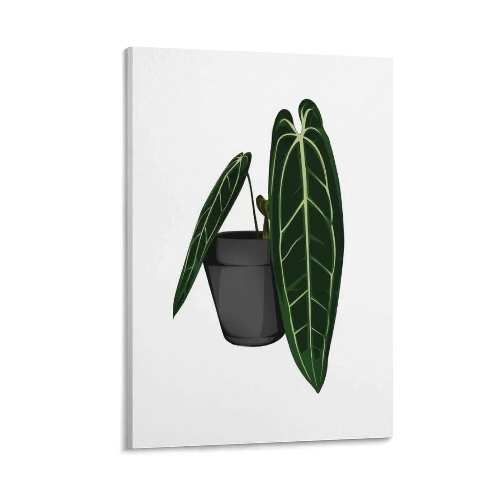 Rare Queen Anthurium - Anthurium Warocqueanum - Dark form Canvas Painting house decorations Decorative picture
Rare Queen Anthurium - Anthurium Warocqueanum - Dark form Canvas Painting house decorations Decorative picture