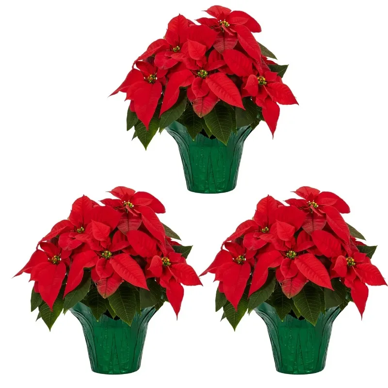 

Expert Gardener 1.5QT Red Poinsettia (3 Count) Live Plant in Decorative Green Foil Cover Indirect Light