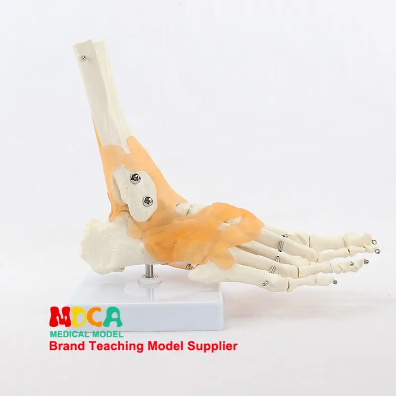 Foot joint ankle joint model foot bone ligament model human foot bone skeleton medical teaching MJG004
Foot joint ankle joint model foot bone ligament model human foot bone skeleton medical teaching MJG004