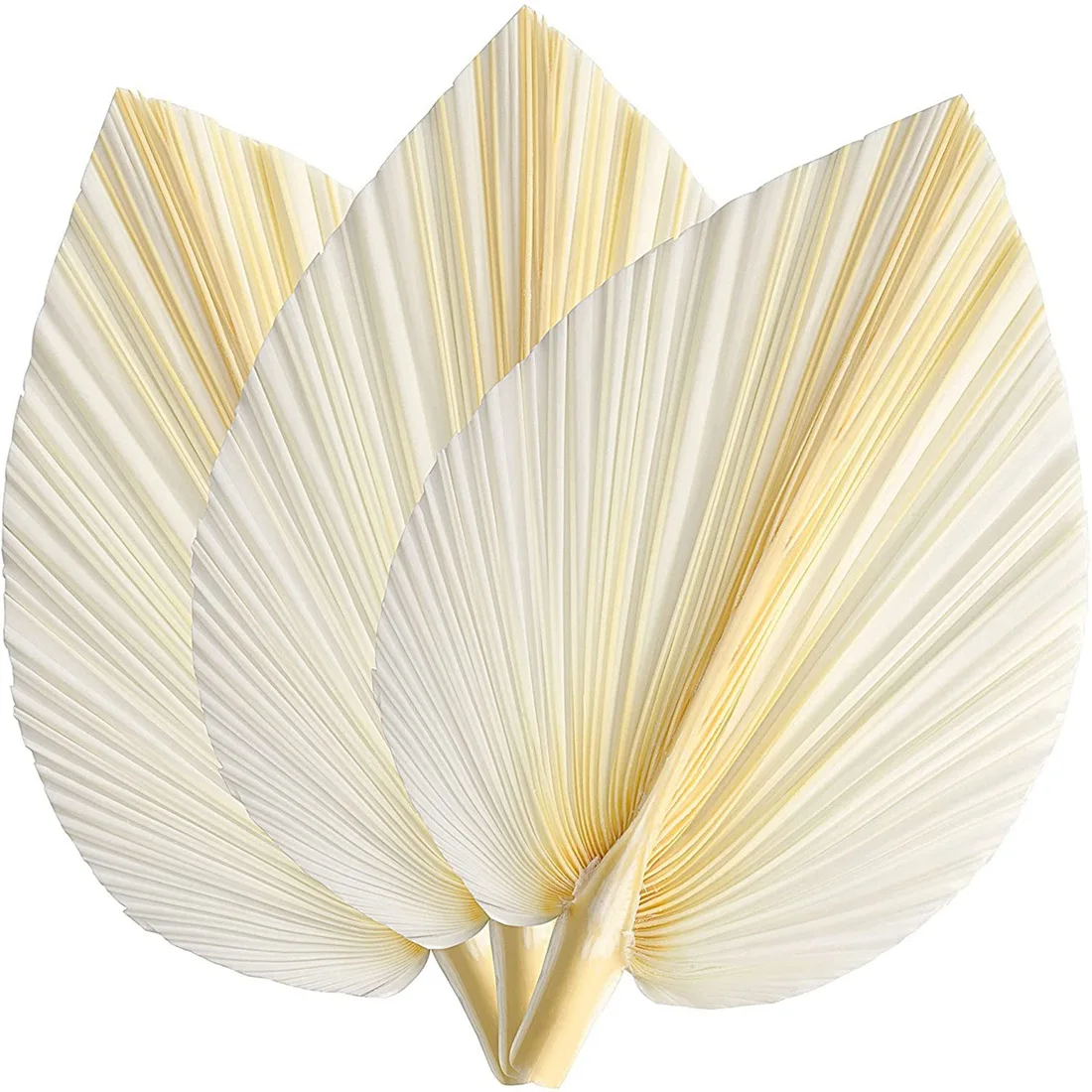 Large White Dried Palm Leaves - Premium Quality - 3 Pcs Elegant Modern Boho Home & Wedding Decor - Wall Art
Large White Dried Palm Leaves - Premium Quality - 3 Pcs Elegant Modern Boho Home & Wedding Decor - Wall Art