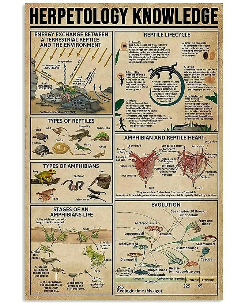 Veidsuh Herpetology Knowledge Metal Signs Printed Knowledge Poster Bar Cafe Decor Home Decor Vintage Wall Decor Club Plaques 8 *
Veidsuh Herpetology Knowledge Metal Signs Printed Knowledge Poster Bar Cafe Decor Home Decor Vintage Wall Decor Club Plaques 8 *