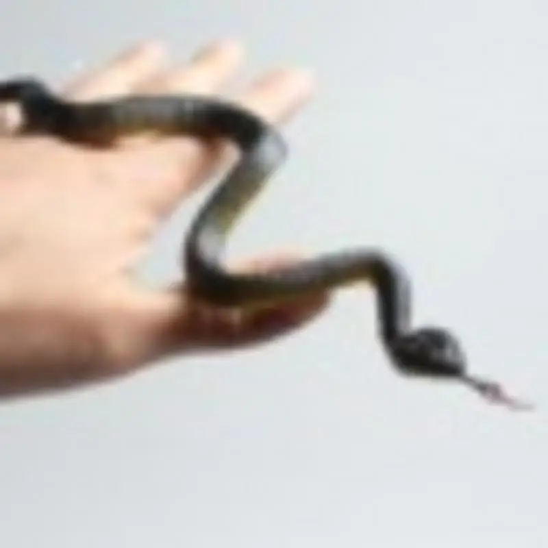 10.5cm Fake Realistic Rubber Toy Snake North US black Anaconda Scary Halloween Toy Scare Birds Props Prank Trick Toy
10.5cm Fake Realistic Rubber Toy Snake North US black Anaconda Scary Halloween Toy Scare Birds Props Prank Trick Toy
