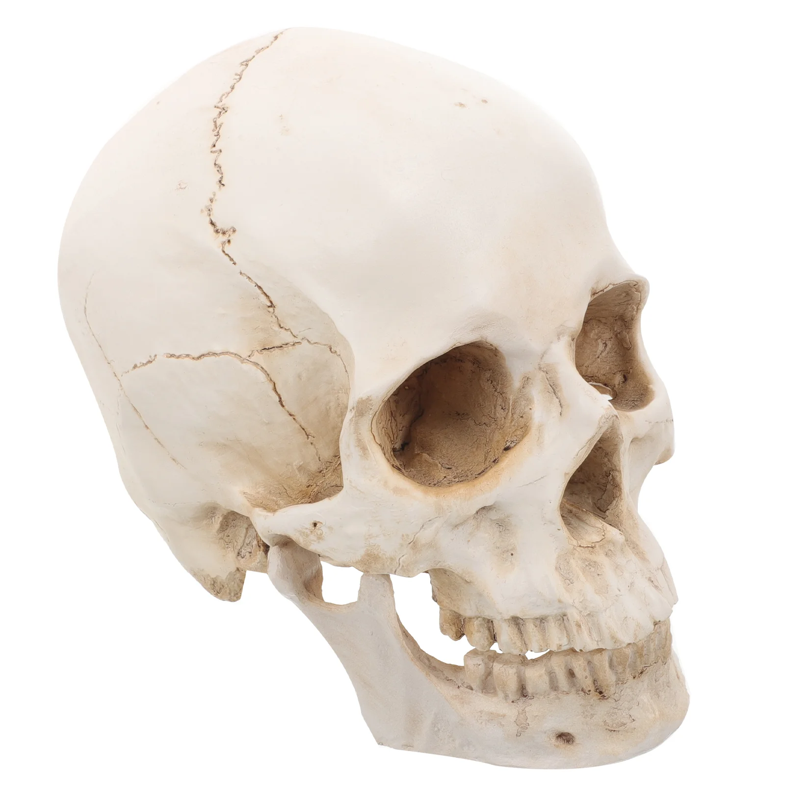 Resin Skull Detachable Human Model Teaching Anatomy Learning Ornaments Realistic Medical Head
Resin Skull Detachable Human Model Teaching Anatomy Learning Ornaments Realistic Medical Head