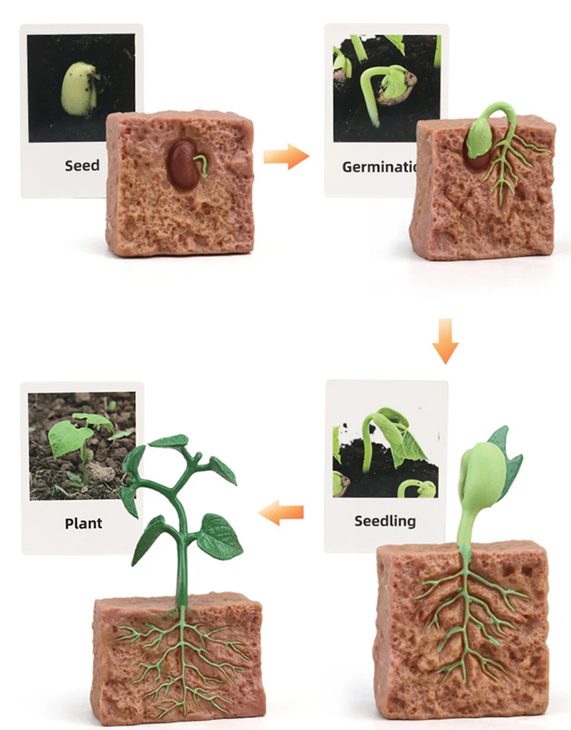 Tierlebenszyklus Kinderspielzeug Simulation Pflanzenmodell Montessori Lehrmittel Tierwachstumszyklus Modell Set Kognitives Spielzeug Tierlebenszyklus Kinderspielzeug Simulation Pflanzenmodell Montessori Lehrmittel Tierwachstumszyklus Modell Set Kognitives Spielzeug