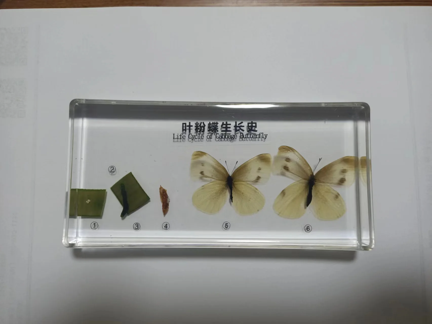 Common Cabbage Worm Growth Development Process Specimen Model Real Cabbage Butterfly Specimen Biologic Entomology Teaching Aids
Common Cabbage Worm Growth Development Process Specimen Model Real Cabbage Butterfly Specimen Biologic Entomology Teaching Aids