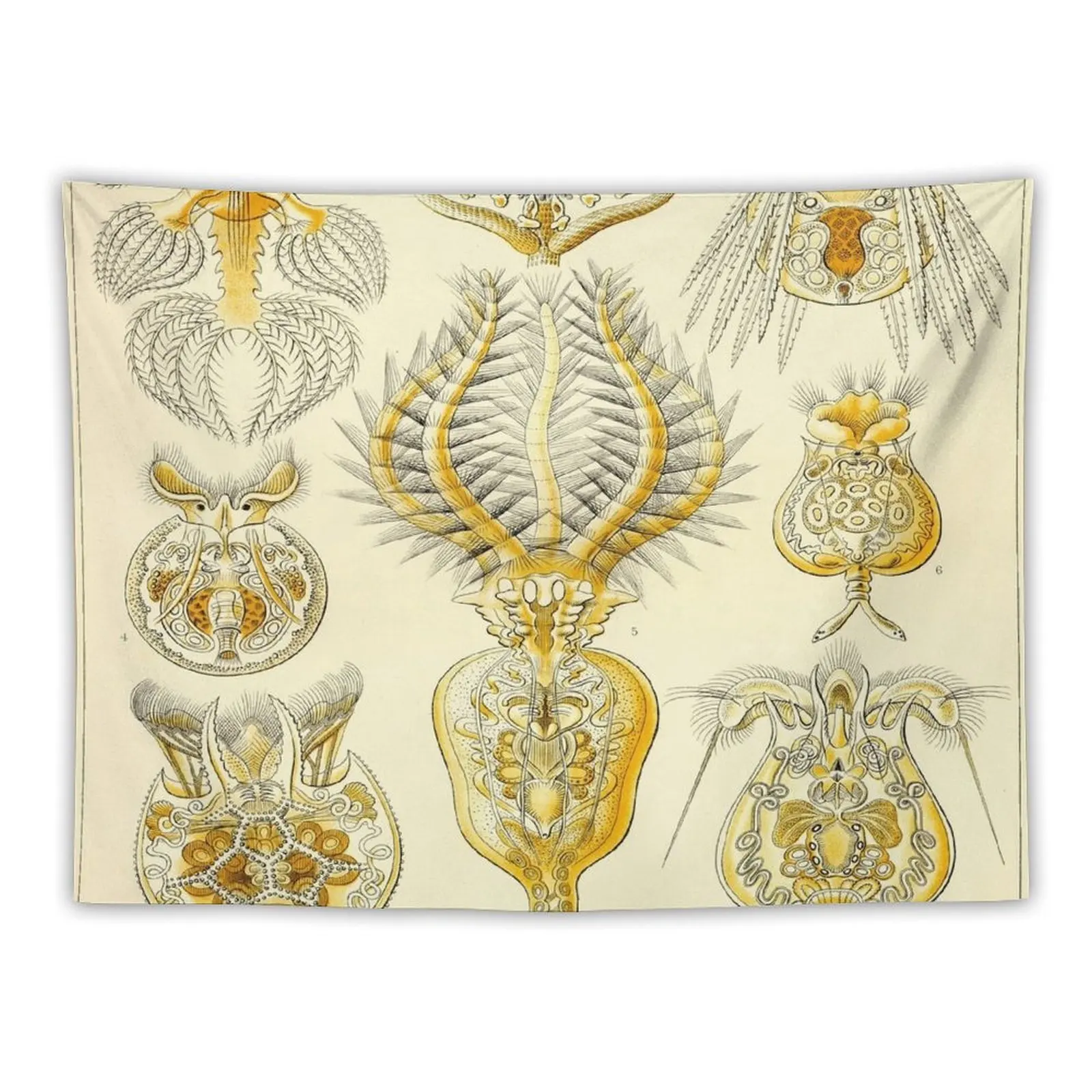 Haeckel Rotatoria Drawing Tapestry Home Decoration Accessories Home Decor Aesthetic Tapestry
Haeckel Rotatoria Drawing Tapestry Home Decoration Accessories Home Decor Aesthetic Tapestry