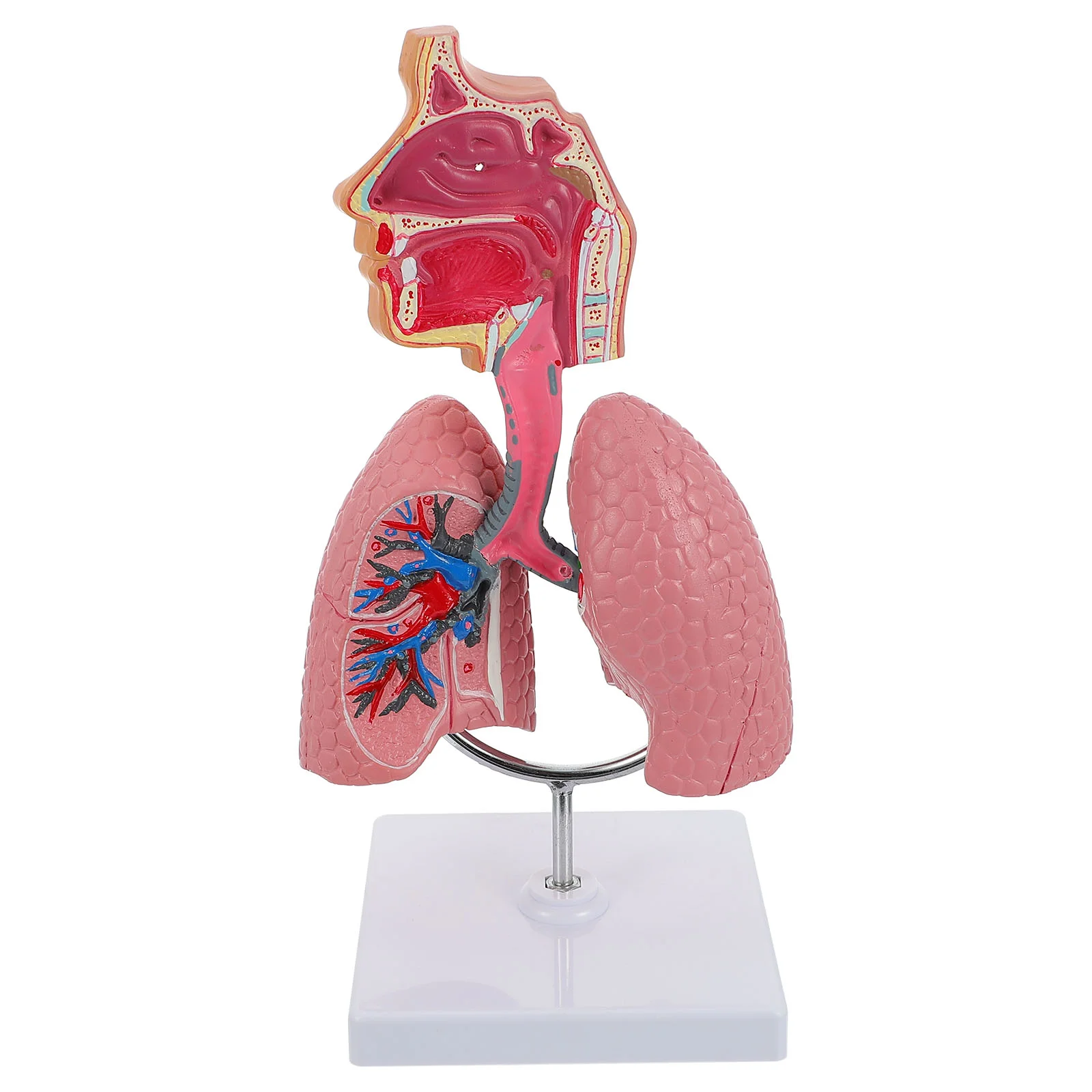 

Respiratory System Model Toy Useful Display Lung Puzzle Teaching Tool Pvc Medical for