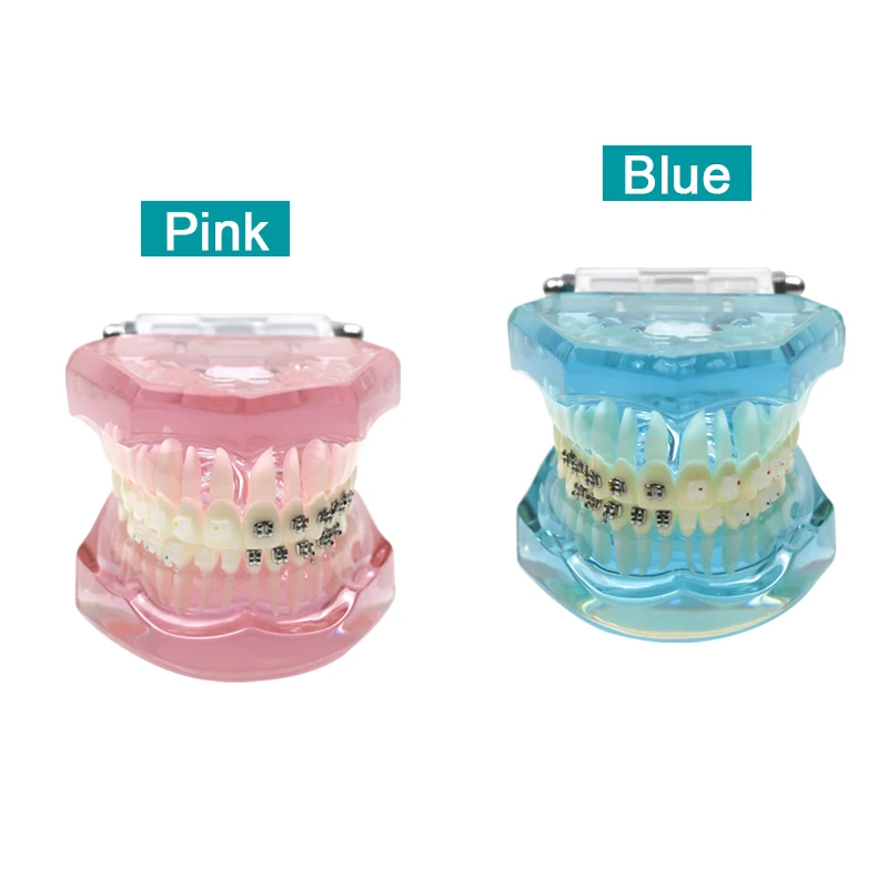 Dental Orthodontic Teeth Study Model with Metal Ceramic Bracket Braces Teaching Training Practice Demonstration Tools
Dental Orthodontic Teeth Study Model with Metal Ceramic Bracket Braces Teaching Training Practice Demonstration Tools
