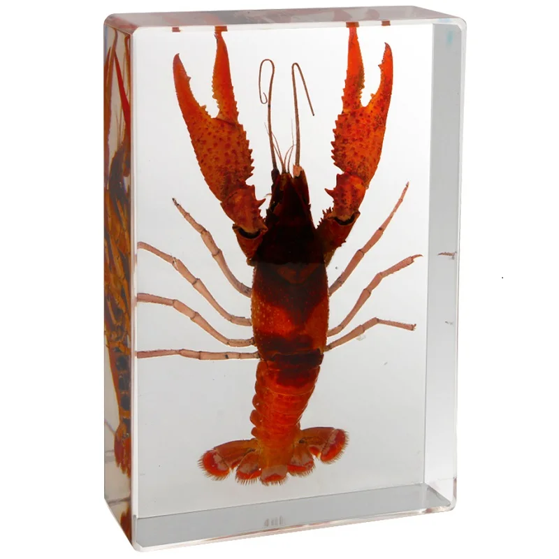 

Real crayfish specimen transparent resin kindergarten teaching observation tabletop decoration Collection Gift home decore