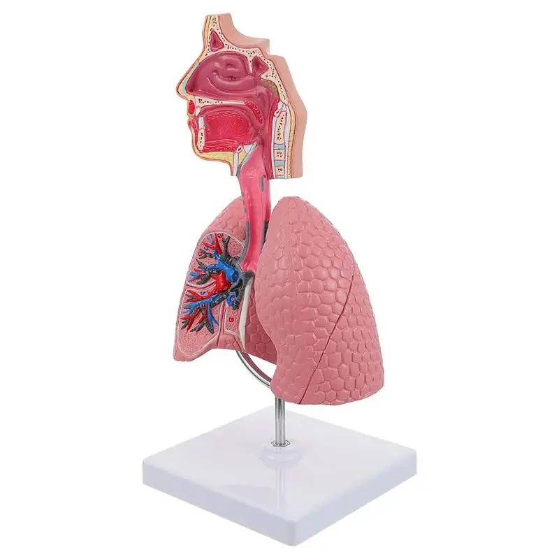 Model Lung Respiratory Teaching System Human Display Tool Anatomy School Lungs Educational Anatomical Heart Medical Toy Nasal
Model Lung Respiratory Teaching System Human Display Tool Anatomy School Lungs Educational Anatomical Heart Medical Toy Nasal