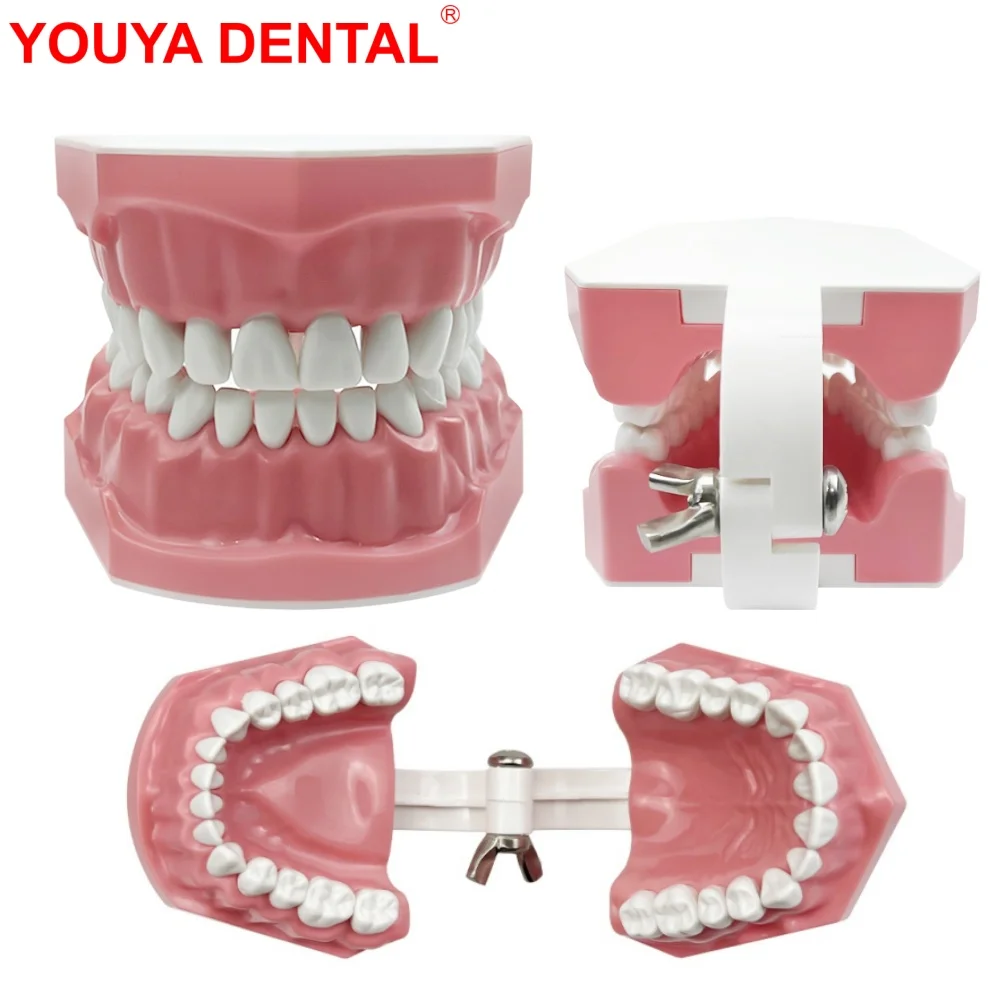 

Пластиковая модель зубов, модель для обучения врачу, общение пациента, стоматолог, студенты, Обучающие образовательные модели для демонстрации стоматологии