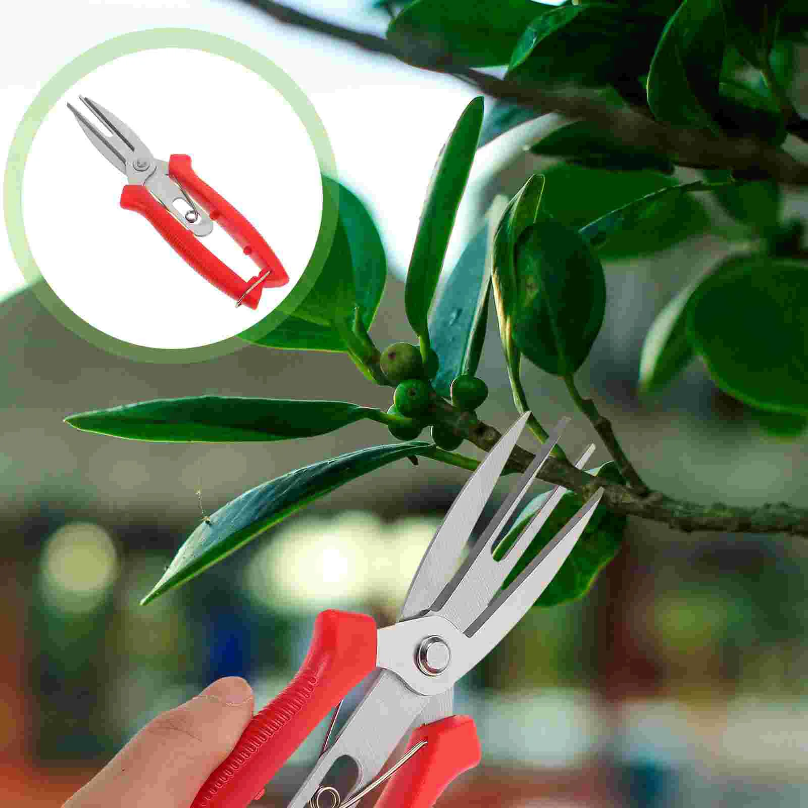 Fruit Thinning Shears Pruning Clipper Branch Scissor Plants Gardening Scissors Tools Flowers
Fruit Thinning Shears Pruning Clipper Branch Scissor Plants Gardening Scissors Tools Flowers