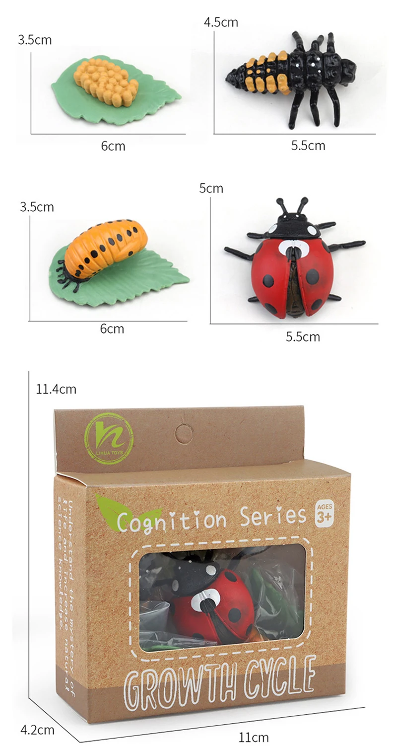 Tierlebenszyklus Kinderspielzeug Simulation Pflanzenmodell Montessori Lehrmittel Tierwachstumszyklus Modell Set Kognitives Spielzeug Tierlebenszyklus Kinderspielzeug Simulation Pflanzenmodell Montessori Lehrmittel Tierwachstumszyklus Modell Set Kognitives Spielzeug