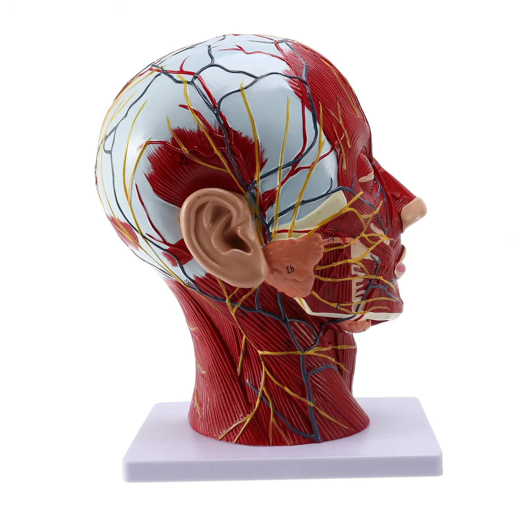 

Human Anatomical Brain for Neuroscience Teaching with Labels 2 Times Life Size Anatomy Model for Learning Science