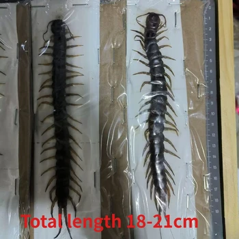 대형 지네 실제 표본 곤충 표본, 오프라인 인기 과학 교육, 가정 장식, 거실 장식, 18-21cm