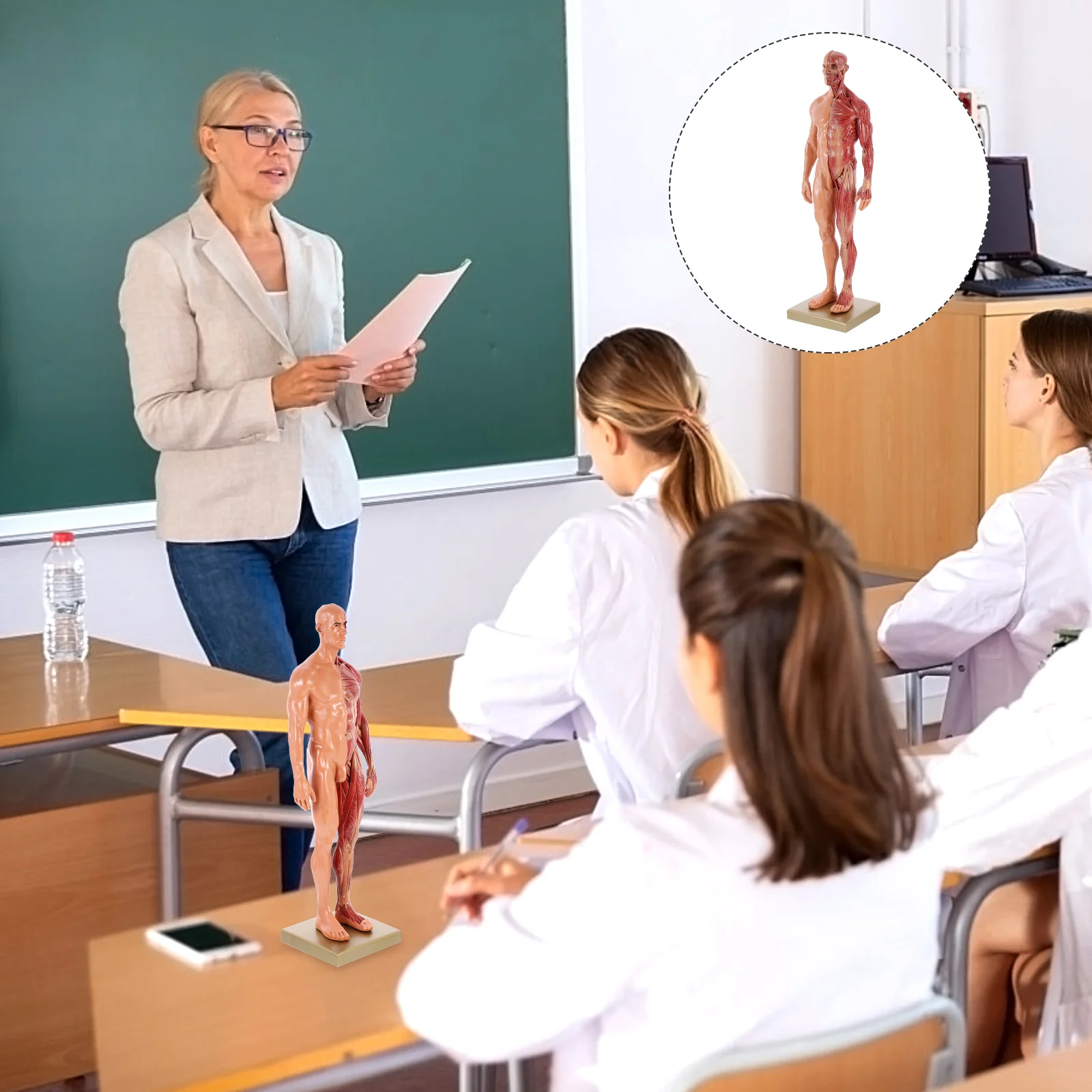 Resin Muscle Anatomy Model Human Body Musculoskeletal Female Male Figures Skin Anatomical Study and Teaching
Resin Muscle Anatomy Model Human Body Musculoskeletal Female Male Figures Skin Anatomical Study and Teaching