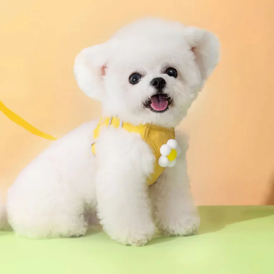 Small Outdoor Puppy Belt Lead Leash Lovely Dogs Behavior Aids Chain Adjustable Best Selling Collares Para Gatos Pet Accessories
Small Outdoor Puppy Belt Lead Leash Lovely Dogs Behavior Aids Chain Adjustable Best Selling Collares Para Gatos Pet Accessories