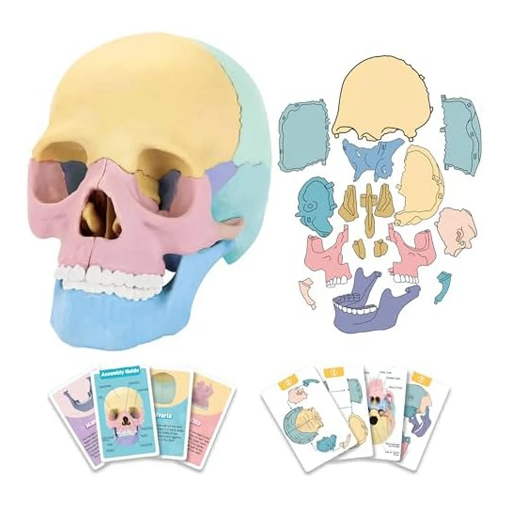 

Модель череп для изучения анатомии, человеческая головоломка, съемная мини-модель человеческого черепа, обучение