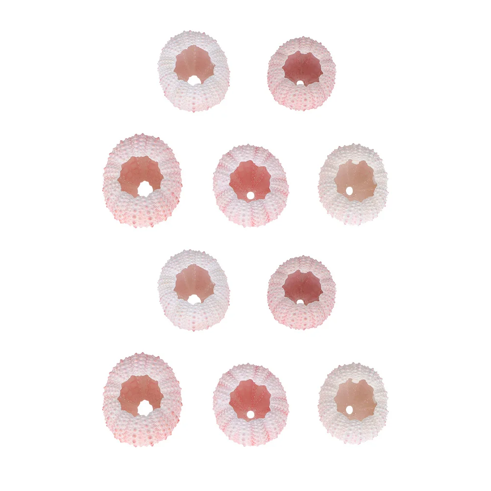 Sea Urchin Shells Shell Decor Air Planter Natural Urchins Decoration Home Ocean Table Wedding Decorations Tank Beach Dining Pot
Sea Urchin Shells Shell Decor Air Planter Natural Urchins Decoration Home Ocean Table Wedding Decorations Tank Beach Dining Pot