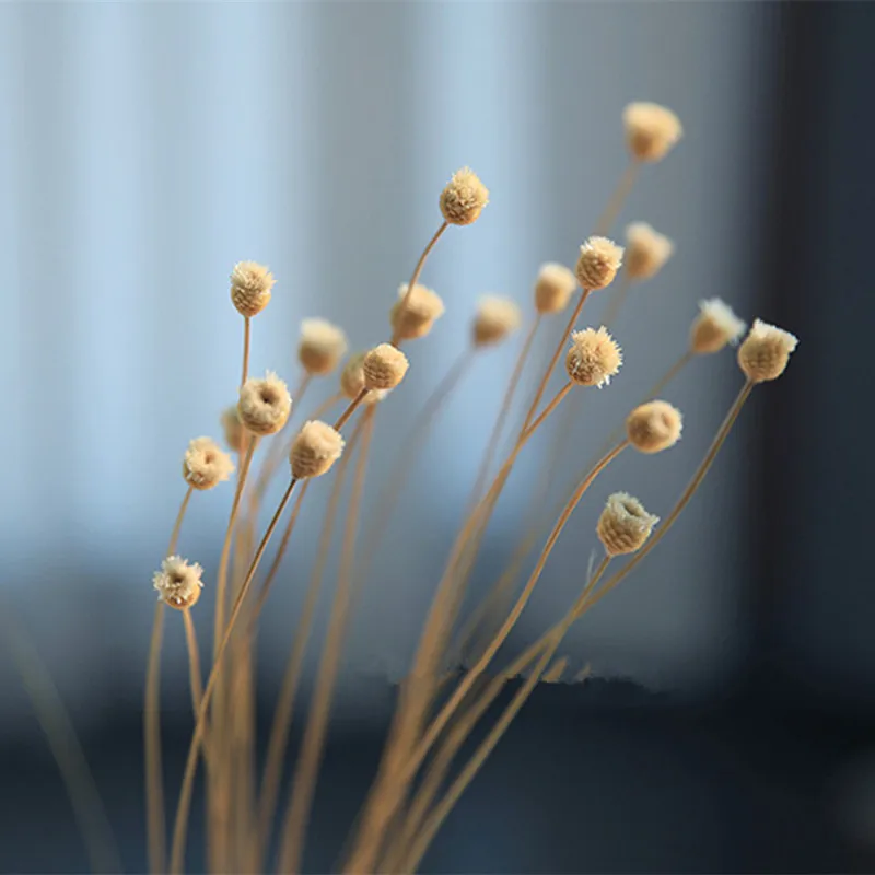 Mini Real Happy Natural Dried Flowers Bouquet Garden Decoration Accessories Table Interior For Home Supplies Postcard Trinket
Mini Real Happy Natural Dried Flowers Bouquet Garden Decoration Accessories Table Interior For Home Supplies Postcard Trinket