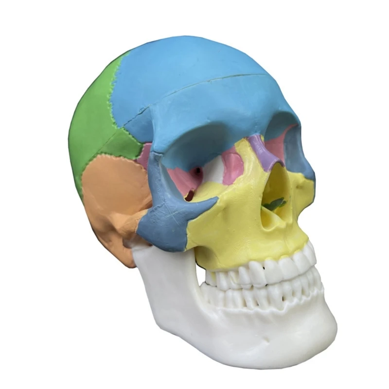 Skull Model Anatomical Detachable Anatomy Disassembled Skull Model Learning Tool
Skull Model Anatomical Detachable Anatomy Disassembled Skull Model Learning Tool