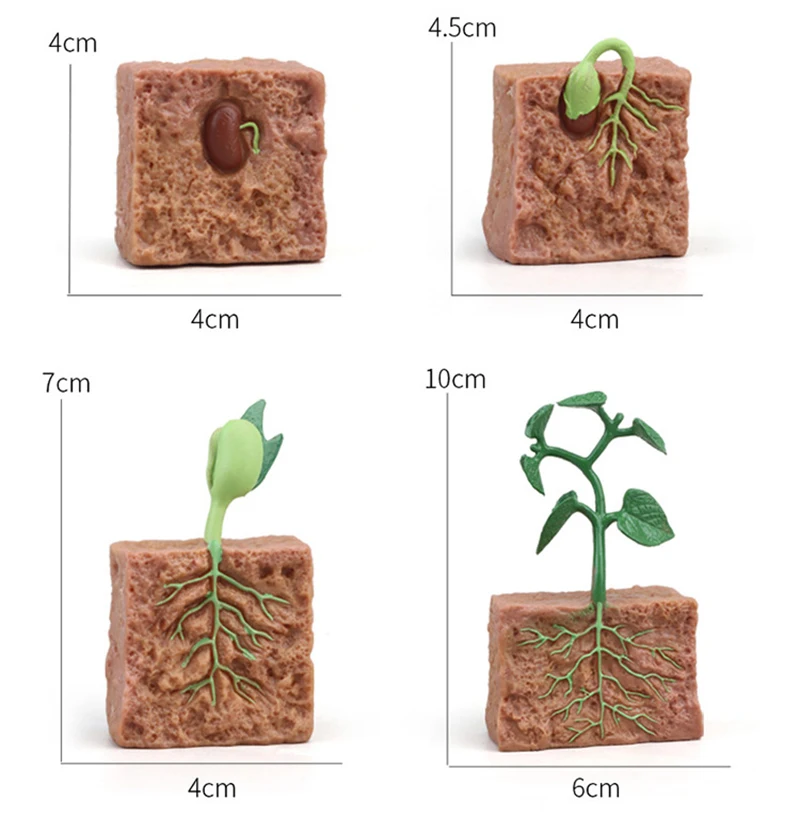 Tierlebenszyklus Kinderspielzeug Simulation Pflanzenmodell Montessori Lehrmittel Tierwachstumszyklus Modell Set Kognitives Spielzeug Tierlebenszyklus Kinderspielzeug Simulation Pflanzenmodell Montessori Lehrmittel Tierwachstumszyklus Modell Set Kognitives Spielzeug