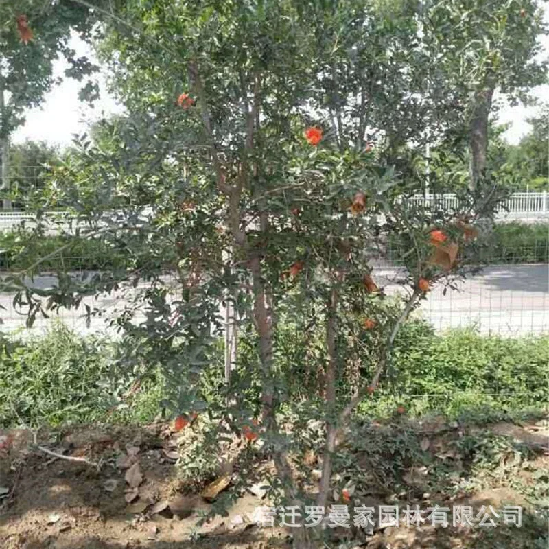 Double Petal Pomegranate Seedling Base Wholesale Landscaping Engineering, Green Flowers, Shrubs, Four Seasons Ornamental Potted
Double Petal Pomegranate Seedling Base Wholesale Landscaping Engineering, Green Flowers, Shrubs, Four Seasons Ornamental Potted