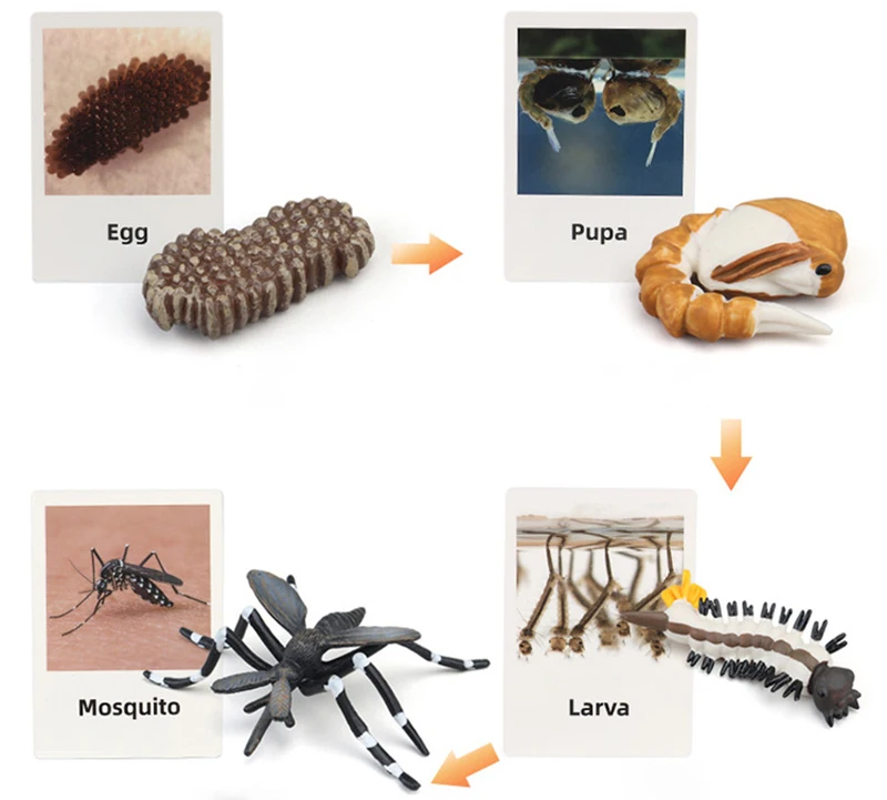 Tierlebenszyklus Kinderspielzeug Simulation Pflanzenmodell Montessori Lehrmittel Tierwachstumszyklus Modell Set Kognitives Spielzeug Tierlebenszyklus Kinderspielzeug Simulation Pflanzenmodell Montessori Lehrmittel Tierwachstumszyklus Modell Set Kognitives Spielzeug