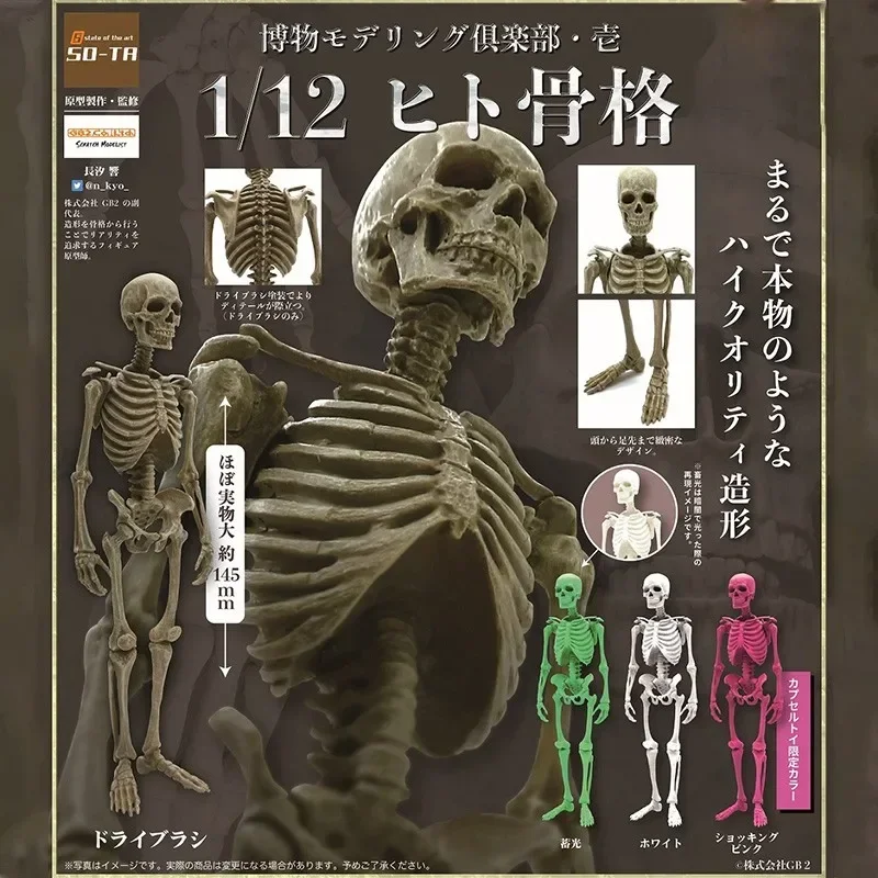 

SO-TA Original Gashapon Capsule Toys Kawaii Halloween 1/12 Museum Human Skeleton Man Miniature Figure Models