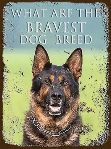 German Shepherd Vintage metal Hanging Plaque What Are The Bravest Dog Breed Wine Ah Home Club Cafe Garage Dog Lover Gift Wall De
German Shepherd Vintage metal Hanging Plaque What Are The Bravest Dog Breed Wine Ah Home Club Cafe Garage Dog Lover Gift Wall De
