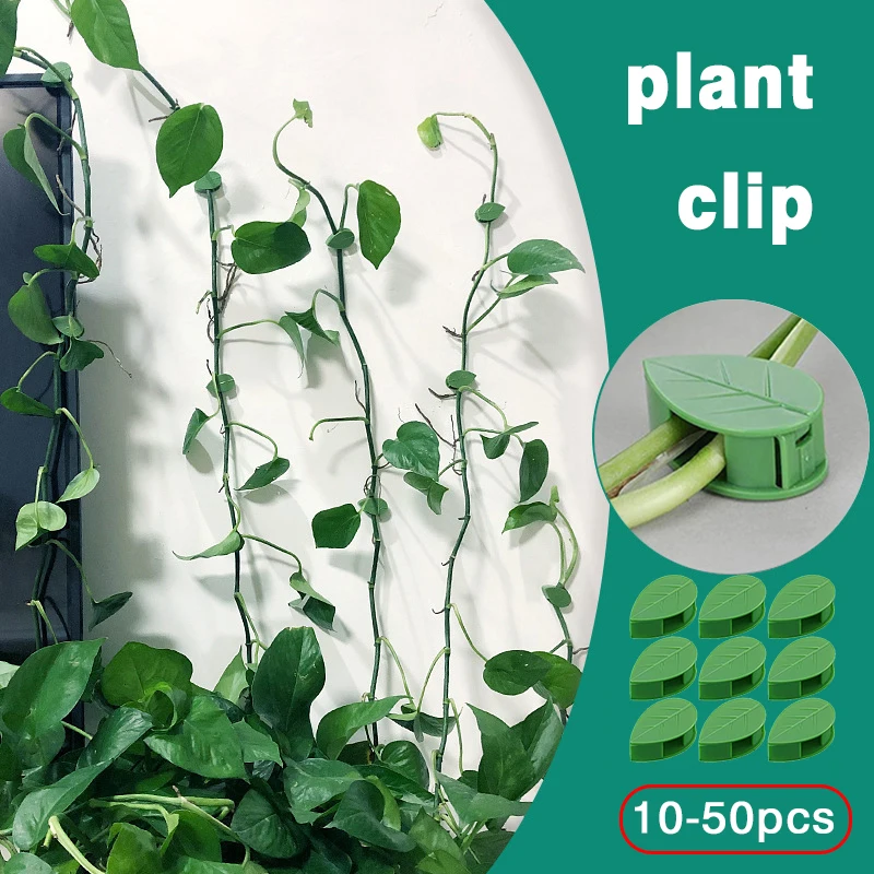 Invisible Plant Climbing Wall Fixture Rattan Vine Bracket Fixed Buckle Traceless Leaf Clips Traction Sticky Hook Holder Garden
Invisible Plant Climbing Wall Fixture Rattan Vine Bracket Fixed Buckle Traceless Leaf Clips Traction Sticky Hook Holder Garden