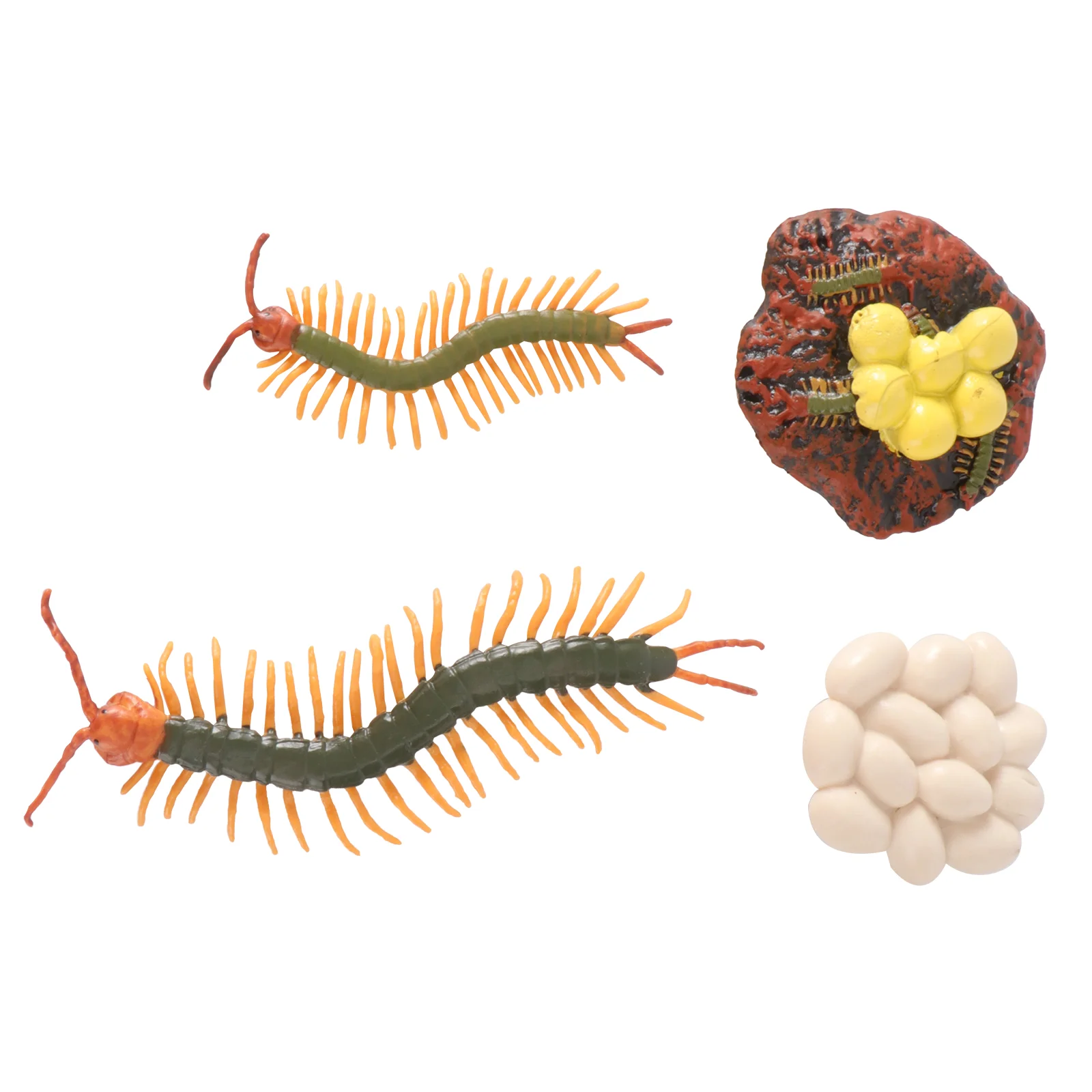 Growth Cycle Model Display Prop Animal Life Toy Centipede Pvc Plaything Models Child Toys
Growth Cycle Model Display Prop Animal Life Toy Centipede Pvc Plaything Models Child Toys