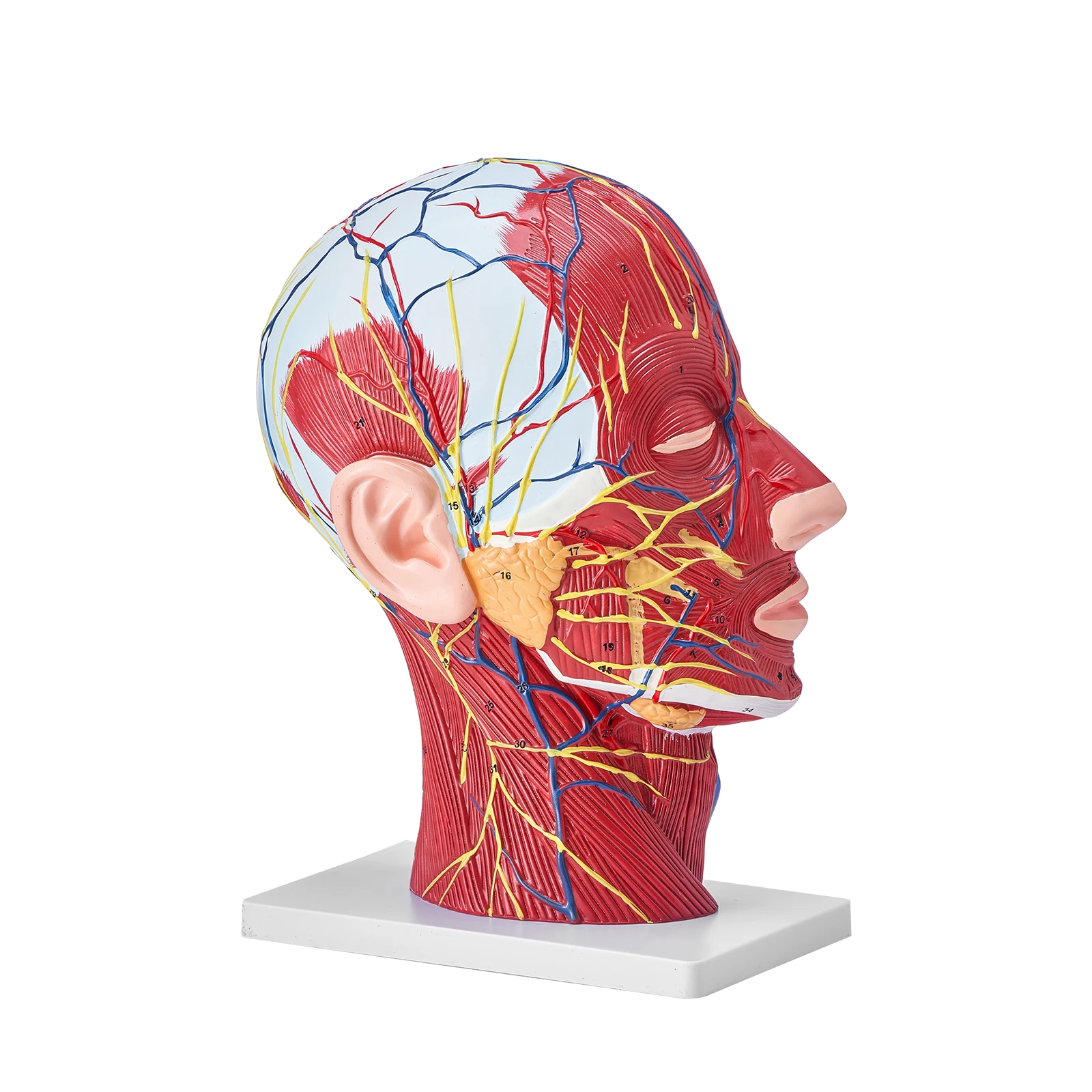 VEVOR Human Skull Mode Life-Size Painted PVC Detachable Learning Skull Model for Professional Teaching, Researching and Learning
VEVOR Human Skull Mode Life-Size Painted PVC Detachable Learning Skull Model for Professional Teaching, Researching and Learning