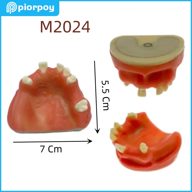 

Dental Teaching Teeth Model Simulation Typodont Implant Practice For Dentistry Demonstration Study Students Training M2024