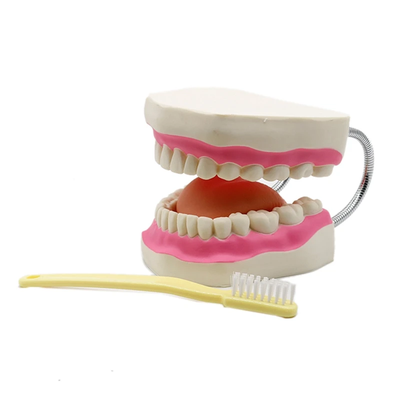 6 Times Magnification Full Mouth Model Tooth Teaching With Toothbrush The Presentation Education Model Tools
6 Times Magnification Full Mouth Model Tooth Teaching With Toothbrush The Presentation Education Model Tools