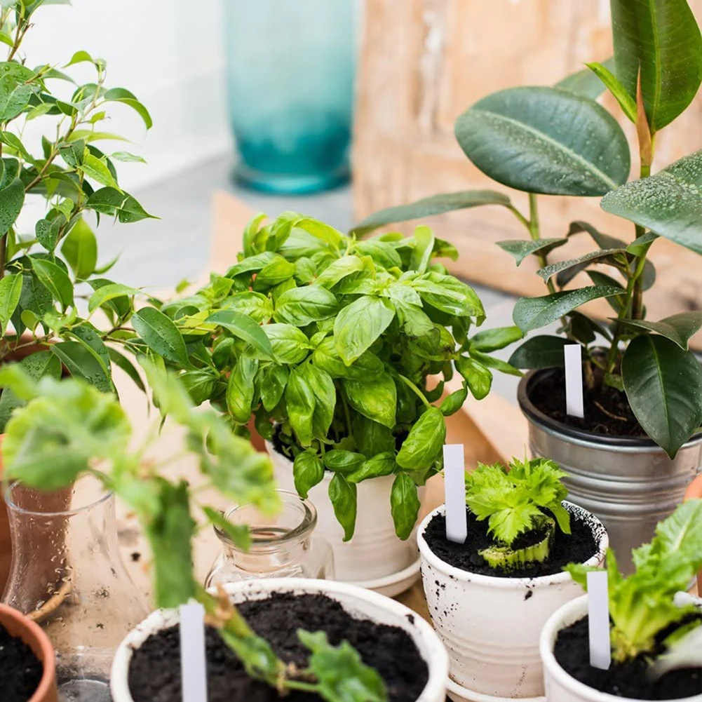 Name Plant Label Herbs Labeling Labels Marker Nursery Plant Plastic Set Small Supplies 100pcs Waterproof Garden
Name Plant Label Herbs Labeling Labels Marker Nursery Plant Plastic Set Small Supplies 100pcs Waterproof Garden