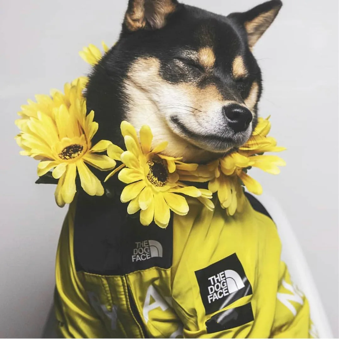 Dog Jacket American Flag Tide Windproof and Rainproof Dog Large Dog Raincoat Pet Jacket for Medium and Large Dogs
Dog Jacket American Flag Tide Windproof and Rainproof Dog Large Dog Raincoat Pet Jacket for Medium and Large Dogs