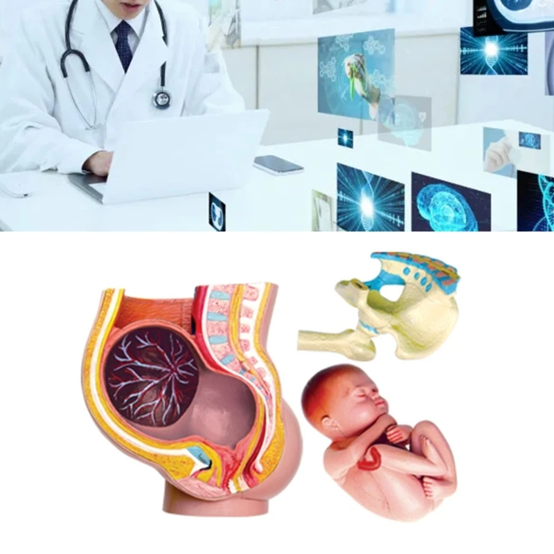 Human Pregnant Pelvis Section Model Pregnancy Anatomy Of The Placenta Model
Human Pregnant Pelvis Section Model Pregnancy Anatomy Of The Placenta Model