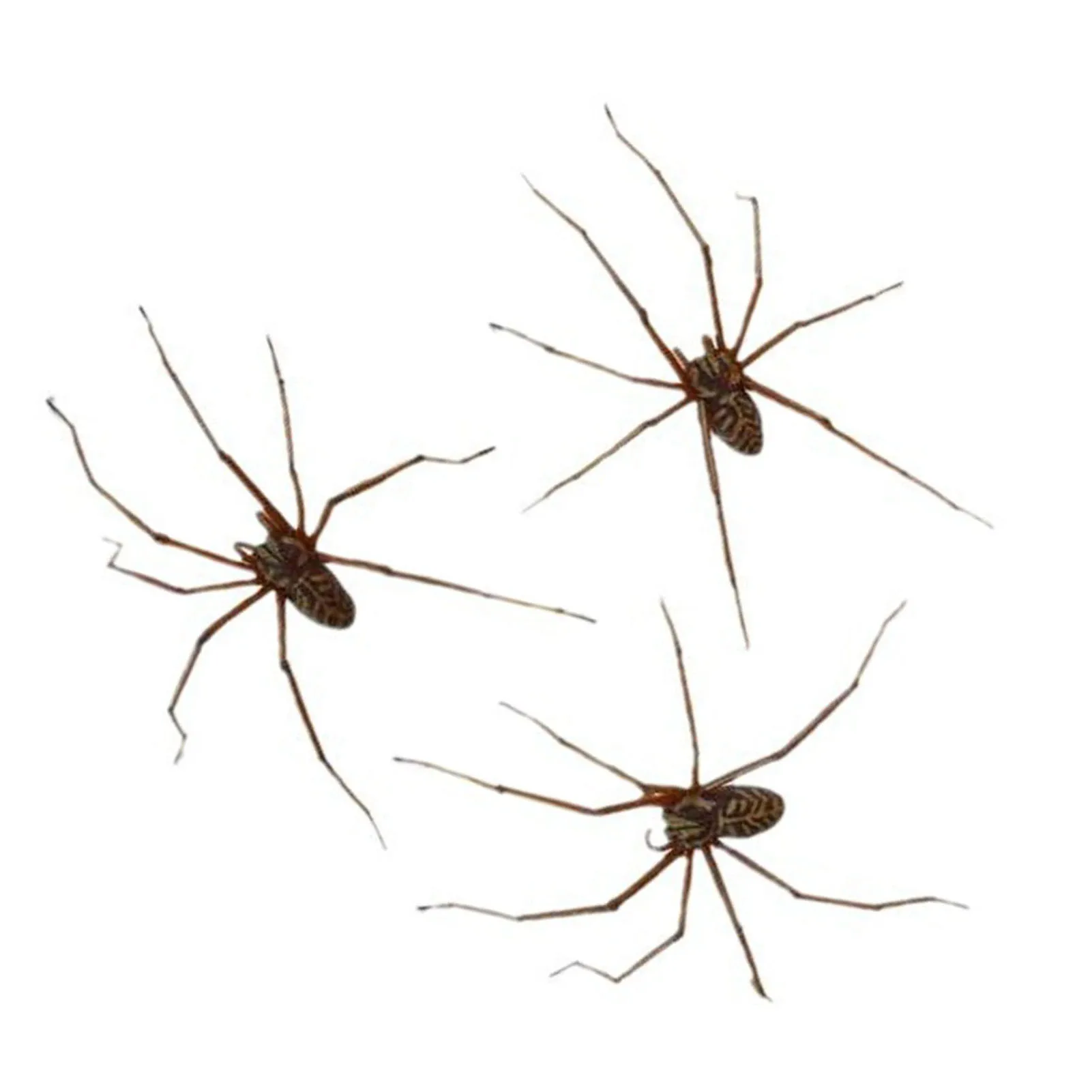 Серьги для Хэллоуина, Пластиковые ужасные искусственные 3D огромные фотообои, детские подарки для косплея
Серьги для Хэллоуина, Пластиковые ужасные искусственные 3D огромные фотообои, детские подарки для косплея