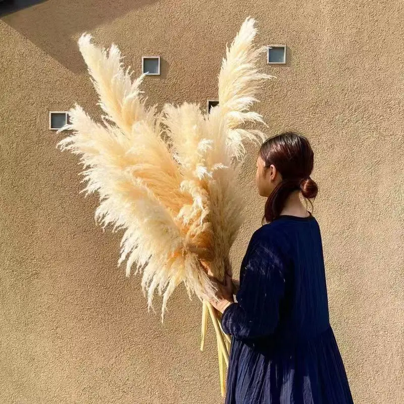 80cm Large Pampas Grass Natural Dried Flowers Bouquet for Wedding Christmas Decoration Fluffy Phragmites Boho Live Home
80cm Large Pampas Grass Natural Dried Flowers Bouquet for Wedding Christmas Decoration Fluffy Phragmites Boho Live Home