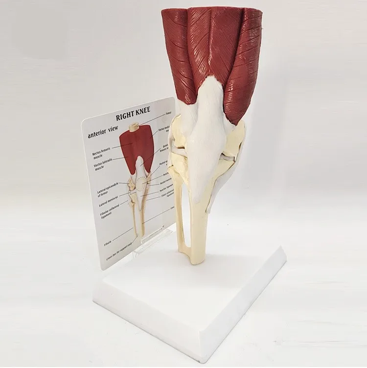 

Human Anatomy Skeleton Life Size Knee Joint Anatomical Model With Muscles Ideal for Student and Patient Education