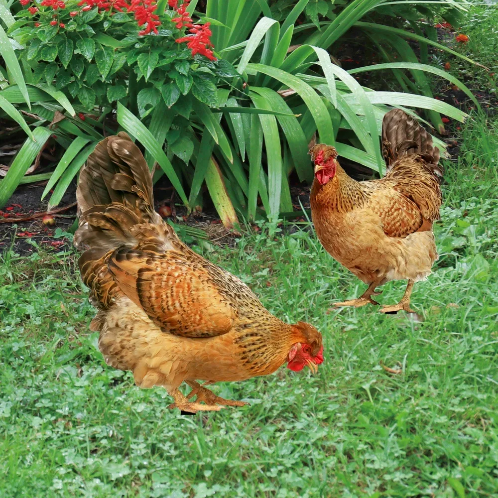 Hen Garden Decoration Hen Yard Outdoor backyard decoration sculpture weatherproof chicken statue.
Hen Garden Decoration Hen Yard Outdoor backyard decoration sculpture weatherproof chicken statue.