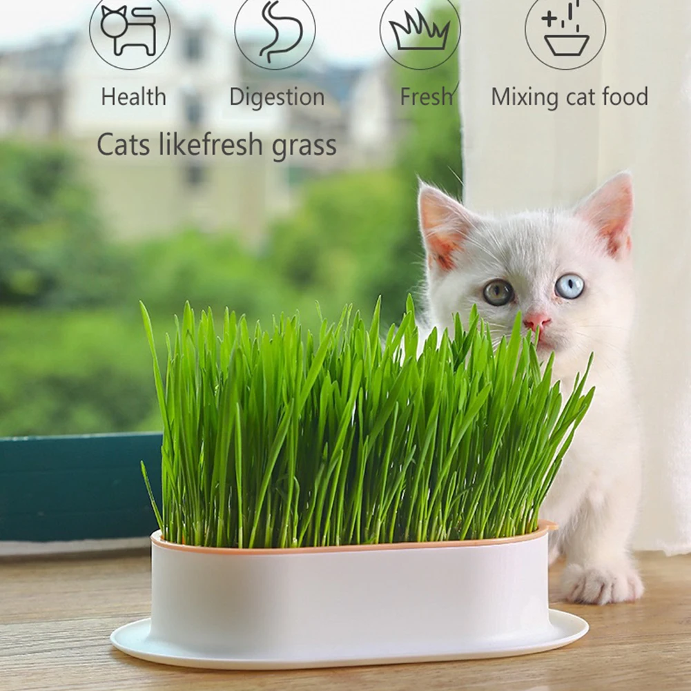 

Greenhouse Grow Box for Pet Cat, Sprout Dish, Growing Pot, Hydroponic Plant, Grass Germination, Digestion Starter, 1Set