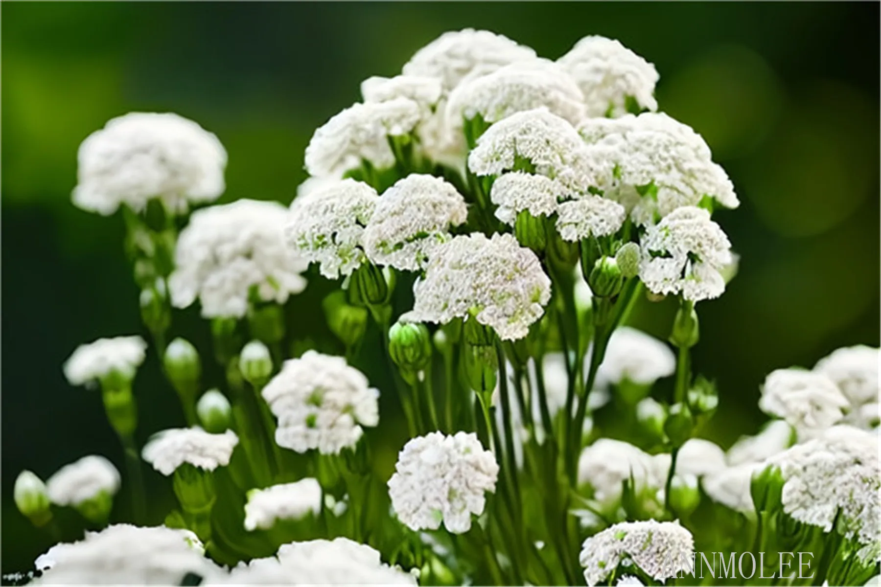 Пазлы для взрослых, пазлы, деревянные белые цветы, хризантемы, детские игрушки «сделай сам», подарок для дома
Пазлы для взрослых, пазлы, деревянные белые цветы, хризантемы, детские игрушки «сделай сам», подарок для дома