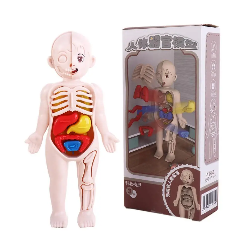 Figures Educational Learning Teaching Tool Human Body Organ Model Human Body Model Human Body Anatomy Toy Human Organ Model
Figures Educational Learning Teaching Tool Human Body Organ Model Human Body Model Human Body Anatomy Toy Human Organ Model