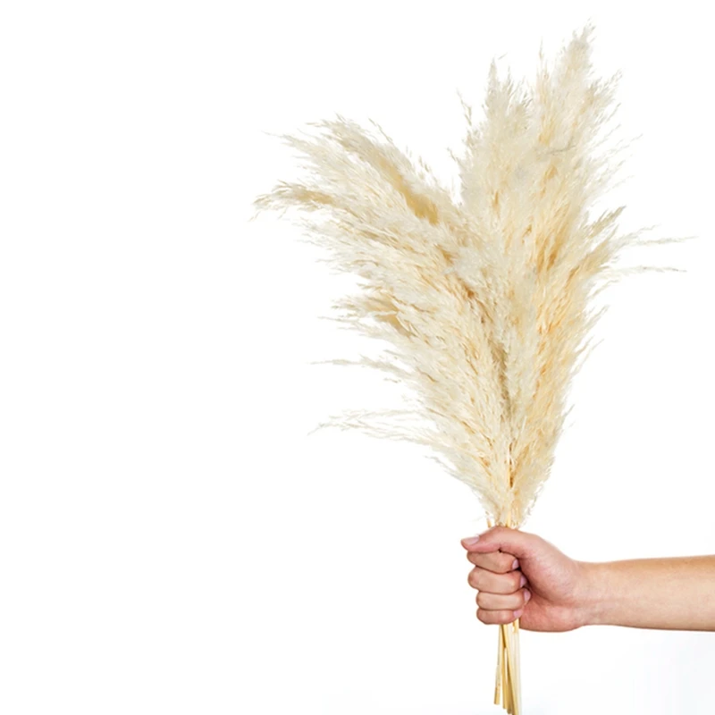 10Pcs Pampas Grass Decor White Color Natural Dried Flowers Bleached Bouquet Boho Vintage Style For Wedding Home
10Pcs Pampas Grass Decor White Color Natural Dried Flowers Bleached Bouquet Boho Vintage Style For Wedding Home