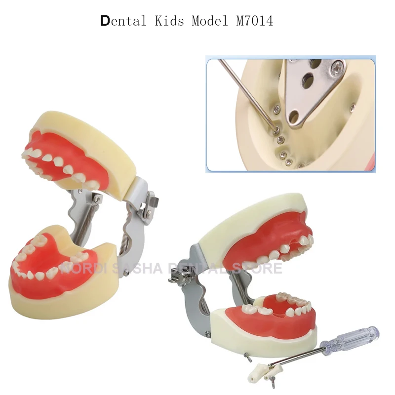M7014 Typodont Teeth Model Training Practice Dental Model Children Milk Teeth Model With Removable Teeth Dentist Use Teaching
M7014 Typodont Teeth Model Training Practice Dental Model Children Milk Teeth Model With Removable Teeth Dentist Use Teaching